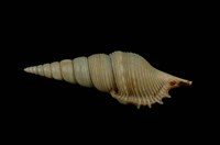 藏品(包氏長鼻螺)的圖片